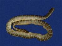 藏品(闊帶青斑海蛇)的圖片